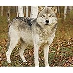 オオカミ Android(960×800)待ち受け Wolves 2019 Calendar オオカミ Android(960×800)待ち受け Wolves 2019 Calendar