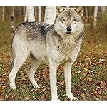 オオカミ Android(960×854)待ち受け Wolves 2019 Calendar オオカミ Android(960×854)待ち受け Wolves 2019 Calendar