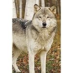 オオカミ iPhone(640×960)壁紙 Wolves 2019 Calendar オオカミ iPhone(640×960)壁紙 Wolves 2019 Calendar