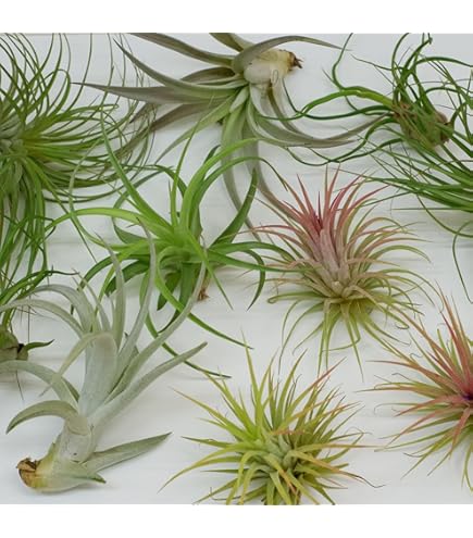 Amazon.co.jp: Frontier Plants現品チランジア イオナンタ ハワイアン