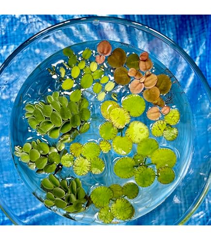 Amazon.co.jp: 《めだか街道商品》嬉しい金魚藻3種類セット！無農薬