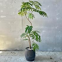 美形　大型　エバーフレッシュ　S字仕立て　10号　バルーン陶器鉢　植え込み発送 大型 エバーフレッシュ S字仕立て グレイッシュブルー バルーン
