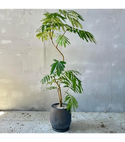 エバーフレッシュ（高さ140㎝） 観葉植物 エバーフレッシュ 145cm