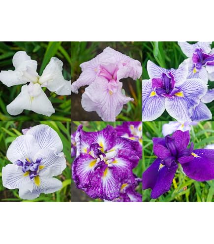 Amazon.co.jp: 田植え用の苗 コシヒカリ 1箱800 : DIY・工具・ガーデン