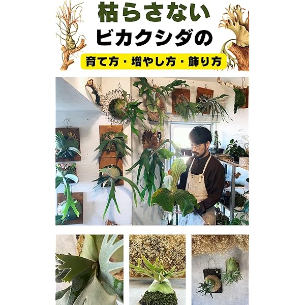 Amazon.co.jp: 観葉植物 ビカクシダ NHK趣味の園芸 12か月栽培