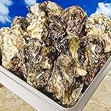 牡蠣 カンカン焼き かんかん焼き セット 殻付き 広島産 冷凍 総重量３㎏ 約22個前後（ 軍手 ナイフ 調理説明書付) 海鮮 バーベキュー セット BBQ ガンガン焼き (Lサイズ)