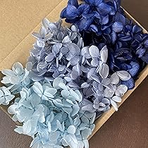 Amazon.co.jp: プリザーブドフラワー ピラミッドアジサイ