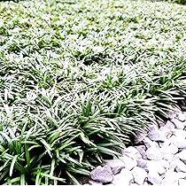 Amazon.co.jp: タマリュウ（玉竜） 【40Potセット】 下草苗