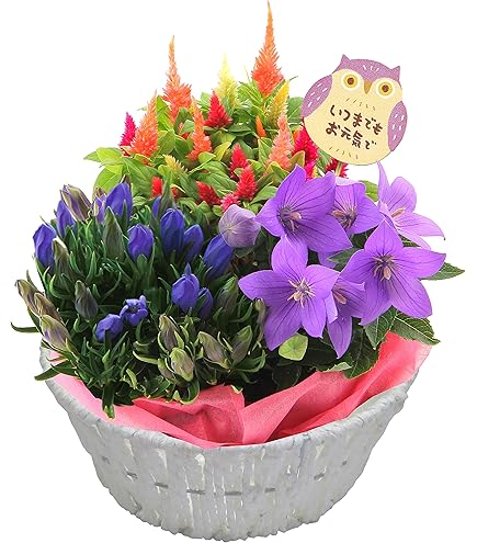 Amazon｜[World Fantasy Garden] 遅れてごめんね 敬老の日