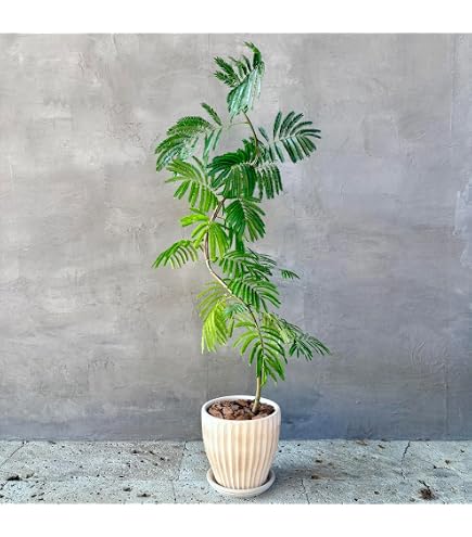 Amazon|エバーフレッシュ 曲がり樹形 8号|観葉植物 オンライン通販 Amazon|エバーフレッシュ 曲がり樹形 8号|観葉植物 オンライン通販