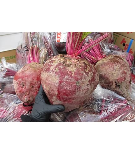 Amazon.co.jp: キャッサバの生芋 (2kg) : 食品・飲料・お酒