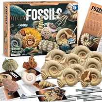 Amazon | XXTOYS 化石発掘キット 化石標本 化石 発掘 キット 天然化石