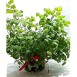 Amazon ハーブの水耕栽培キット クレソン 栽培キット オンライン通販