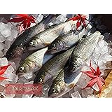 Amazon 活き餌 生きたまま発送 活きエサ ニジマス30匹 生きエサ 釣堀 イカ釣り 酸素代込み 滋賀県特産品 鮮魚 通販