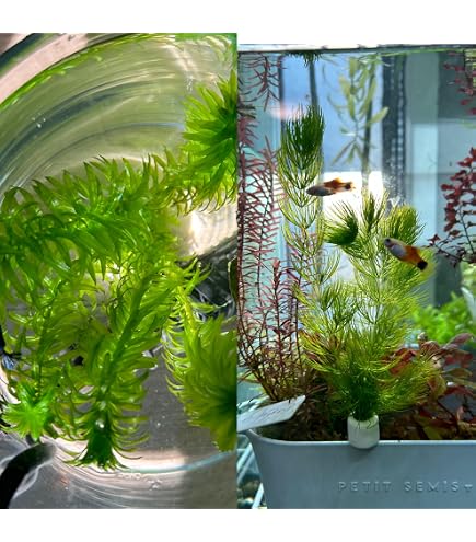 Amazon.co.jp: （水草）マツモ 穴あき溶岩石付（無農薬）（1個