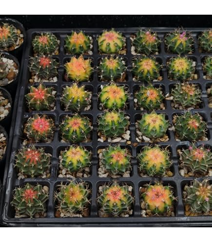 Amazon｜（多肉植物）サボテン ギムノカリキウム ミハノビッチ 緋牡丹