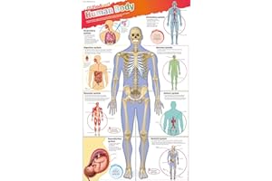 DKfindout! Human Body Poster