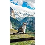 猫 iPhone SE/8/7/6s(750×1334)壁紙 2022カレンダー 世界の自由ネコ 猫 iPhone SE/8/7/6s(750×1334)壁紙 2022カレンダー 世界の自由ネコ