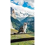 猫 iPhoneSE/5s/5c/5 壁紙 視差効果 2022カレンダー 世界の自由ネコ 猫 iPhoneSE/5s/5c/5 壁紙 視差効果 2022カレンダー 世界の自由ネコ