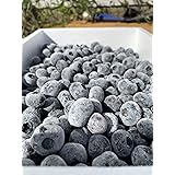 【無農薬】北海道産冷凍ブルーベリー2kg(1kg×2P)【残留検査済み】2023年収穫