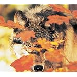 オオカミ QHD(1080×960) Woelfe - Wolves - Loups 2021 Artwork: Kalender オオカミ QHD(1080×960) Woelfe - Wolves - Loups 2021 Artwork: Kalender