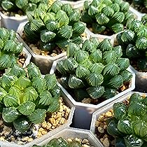 Amazon｜多肉植物 観葉植物 ハオルチア ハオルシア 竜爪オブツーサ錦