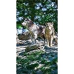 オオカミ フルHD(1080×1920)スマホ壁紙/待受 Wolves/Wölfe 2023: Kalender 2023 オオカミ フルHD(1080×1920)スマホ壁紙/待受 Wolves/Wölfe 2023: Kalender 2023