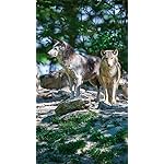 オオカミ QHD(540×960)壁紙 Wolves/Wölfe 2023: Kalender 2023 オオカミ QHD(540×960)壁紙 Wolves/Wölfe 2023: Kalender 2023