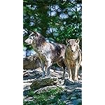 オオカミ iPhone8,7,6 Plus 壁紙 拡大(1125×2001) Wolves/Wölfe 2023: Kalender 2023 オオカミ iPhone8,7,6 Plus 壁紙 拡大(1125×2001) Wolves/Wölfe 2023: Kalender 2023