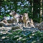 オオカミ iPad壁紙 Wolves/Wölfe 2023: Kalender 2023 オオカミ iPad壁紙 Wolves/Wölfe 2023: Kalender 2023