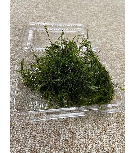 Amazon | （水草）国産 ウィローモス 約10g（無農薬） メダカ