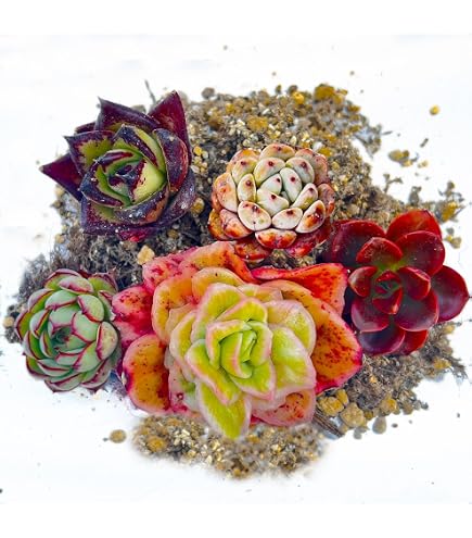 Amazon.co.jp: 【Succute】多肉植物 寄せ植え 韓国カット苗 エケベリア