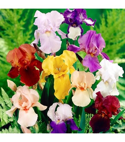 Amazon.co.jp: ジャーマンアイリス 株分け苗 アコマ 1株