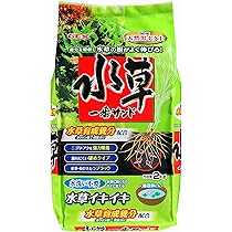 Amazon.co.jp: （水草）ブセファランドラsp．クダガン