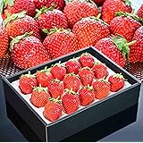 【特選ギフト用 いちご】 高級ブランド「葵 あおい」大粒 15粒 糖度:13-15度の芳醇な甘味と酸味のブレンド 豪華化粧箱 クリスマス お歳暮 お年賀 Japanese Best Strawberry 【クロネコ冷蔵便】