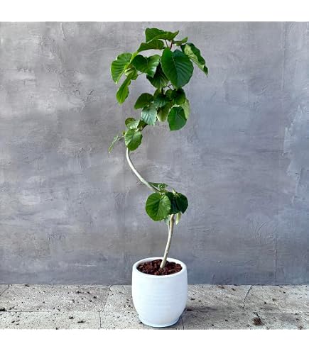 Amazon｜螺旋状の素敵な樹形のフィカス ウンベラータ 170cm 前後 10号