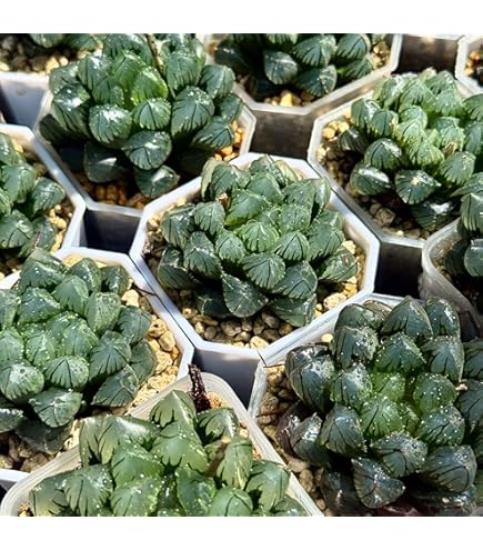 Amazon.co.jp: ハオルチア 多肉植物 ドドソン紫オブツーサ錦 糊斑