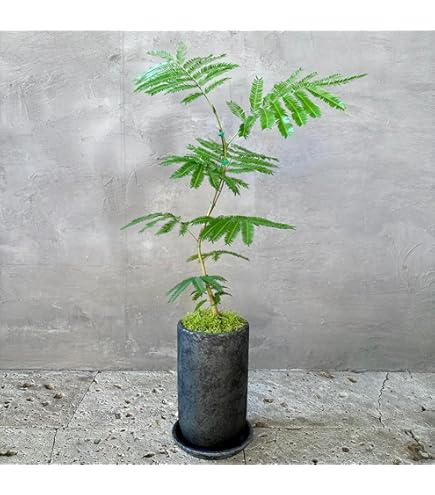 大型　エバーフレッシュ　S字仕立て　バルーン陶器鉢　植え込み発送 大型 エバーフレッシュ S字仕立て バルーン陶器鉢 植え込み発送