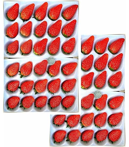 Amazon.co.jp: 【冷蔵】 超大粒 いちご 「とちおとめ」等 1,150g前後