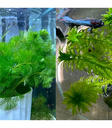 Amazon.co.jp: （水草）メダカ・金魚藻 エサ用アナカリス（50本