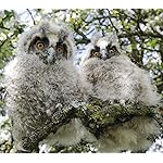 フクロウ QHD(1080×960) Eulen 2020 Broschuerenkalender フクロウ QHD(1080×960) Eulen 2020 Broschuerenkalender