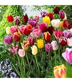 チューリップ Amazon.co.jp: 【2025年オランダ産チューリップ球根☆受付開始中