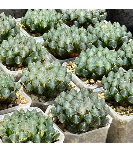 Amazon.co.jp: * 水晶 コンプト101 *.ハオルシア* ハオルチア