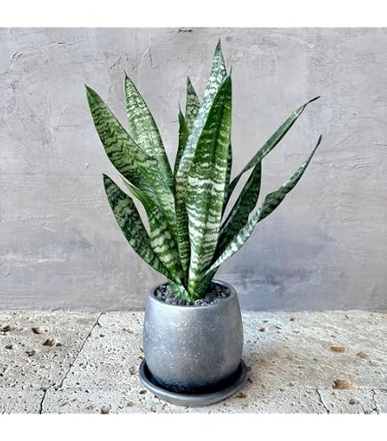 幹太　エバーフレッシュ 曲がり仕立て 陶器鉢 植え込み発送 Amazon｜幹太 エバーフレッシュ 曲がり仕立て 陶器鉢 植えみ｜観葉植物