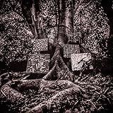 Harmony of Difference [帯・解説付 / 国内仕様輸入盤CD] (YTCD171JP)