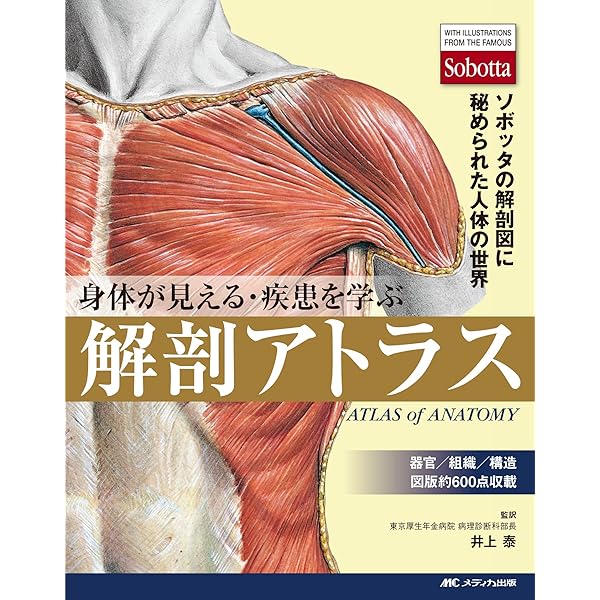 裁断済み ソボッタ解剖学アトラス 原書24版 第3巻 頭頸部・神経系