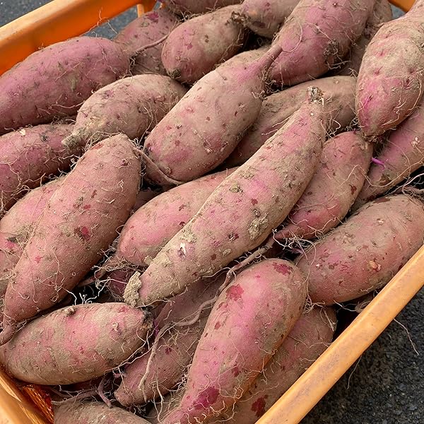 Amazon.co.jp: 【新物】9月中旬より堀たてをお届け 鹿児島県産 紅