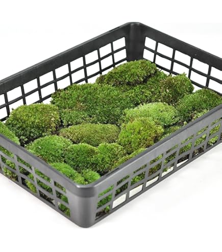 Amazon｜金明ラッキョウ竹 盆栽 庭植 タケノコ｜観葉植物 オンライン通販