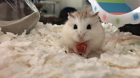 Amazon Co Jp カスタマーレビュー Yokitomo ハムスターケージ 三代目 まわし車 給水ボトルなど含めて７点セット 透明 組立式 持ち運びやすい トレーデザイン お掃除しやすい 通気穴いっぱい ２階デザイン エコなアクリル製 グーリン