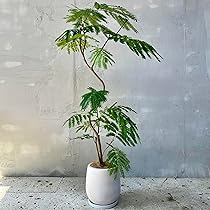 美形　大型　エバーフレッシュ　S字仕立て　バルーン陶器鉢　植え込み発送 大型 エバーフレッシュ S字仕立て バルーン陶器鉢 植え込み発送